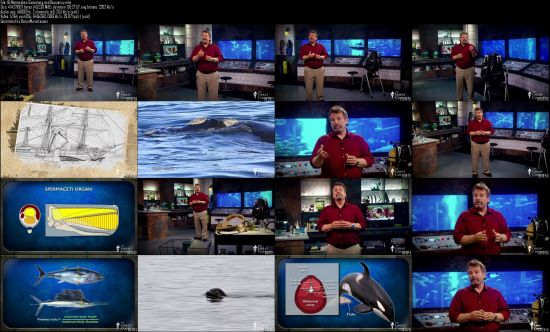 TTC Video - Life in the World's Oceans