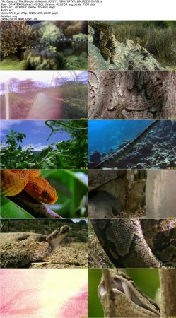The Wonder of Animals S01 1080i HDTV H264 DD2.0-CtrlHD