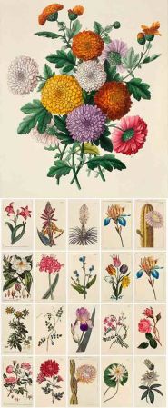 100 Antique Floral Illustrations