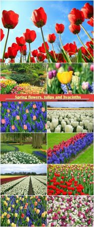 Spring flowers, tulips and hyacinths