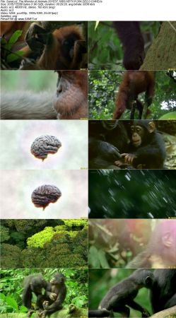 The Wonder of Animals S01 1080i HDTV H264 DD2.0-CtrlHD