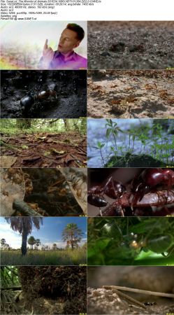 The Wonder of Animals S01 1080i HDTV H264 DD2.0-CtrlHD