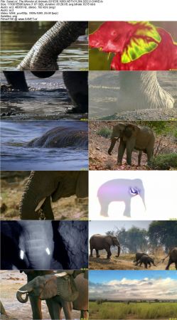 The Wonder of Animals S01 1080i HDTV H264 DD2.0-CtrlHD
