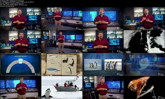 TTC Video - Life in the World's Oceans