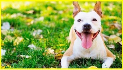 Home Dog Business Launch With The Rover Platform Masterclass