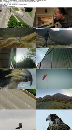 BBC Natural World - Super Fast Falcon 2018 1080p HDTV x264 AAC MVGroup