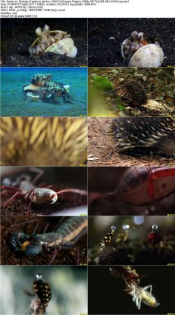 BlueAntMedia - Strange Creatures Series 1 2017 1080p HDTV x264 AAC MVGroup