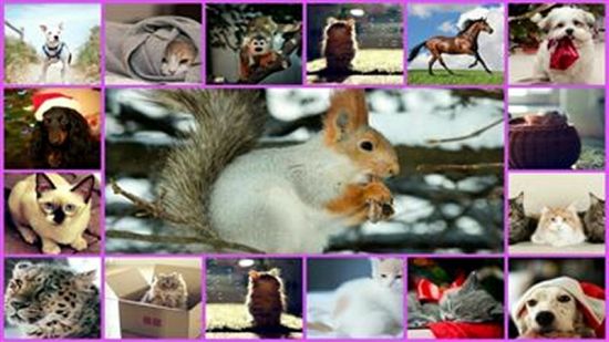 Animals 635 wallpapers