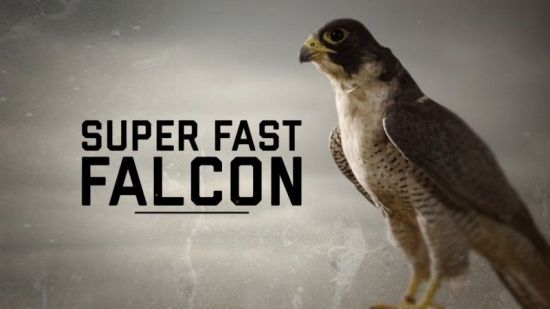 BBC Natural World - Super Fast Falcon 2018 1080p HDTV x264 AAC MVGroup
