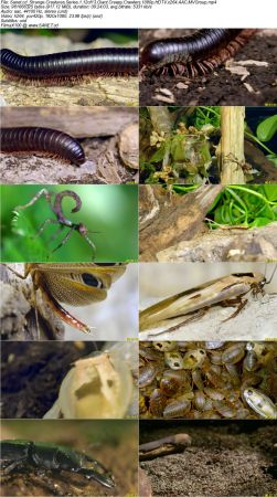 BlueAntMedia - Strange Creatures Series 1 2017 1080p HDTV x264 AAC MVGroup