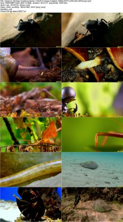 BlueAntMedia - Strange Creatures Series 1 2017 1080p HDTV x264 AAC MVGroup