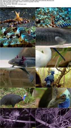 BlueAntMedia - Strange Creatures Series 1 2017 1080p HDTV x264 AAC MVGroup