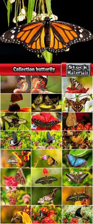 Collection butterfly wing flower macro illustration picture 25 HQ Jpeg
