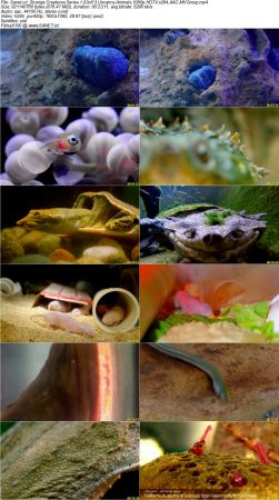 BlueAntMedia - Strange Creatures Series 1 2017 1080p HDTV x264 AAC MVGroup