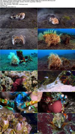 BlueAntMedia - Strange Creatures Series 1 2017 1080p HDTV x264 AAC MVGroup
