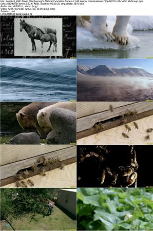 BBC - David Attenboroughs Natural Curiosities Series 4 2018 720p HDTV x264 AAC MVGroup