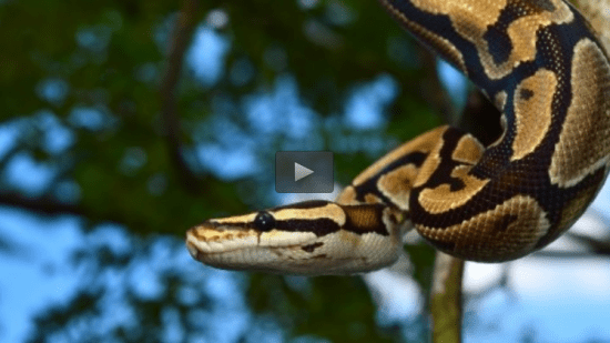  Learn Python in 1 Hour 