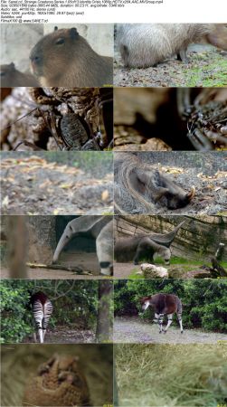 BlueAntMedia - Strange Creatures Series 1 2017 1080p HDTV x264 AAC MVGroup