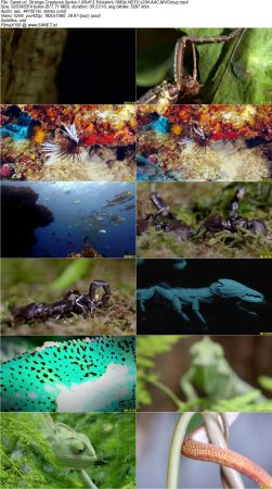 BlueAntMedia - Strange Creatures Series 1 2017 1080p HDTV x264 AAC MVGroup