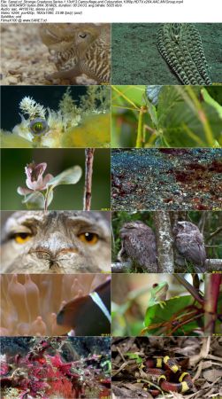 BlueAntMedia - Strange Creatures Series 1 2017 1080p HDTV x264 AAC MVGroup