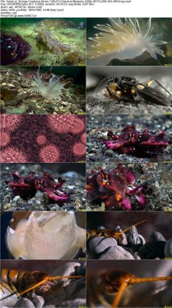 BlueAntMedia - Strange Creatures Series 1 2017 1080p HDTV x264 AAC MVGroup