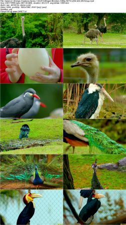 BlueAntMedia - Strange Creatures Series 1 2017 1080p HDTV x264 AAC MVGroup