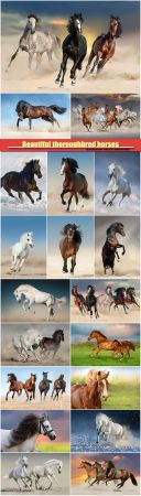 Beautiful thoroughbred horses   19 JPG