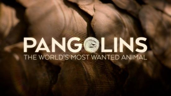 BBC Natural World - Pangolins The Worlds Most Wanted Animal 2018 720p HDTV x264-iM@X