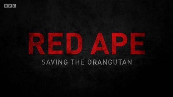 BBC Natural World - Red Ape Saving the Orangutan 2018 720p HDTV x264-iM@X