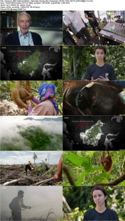 BBC Natural World - Red Ape Saving the Orangutan 2018 720p HDTV x264-iM@X