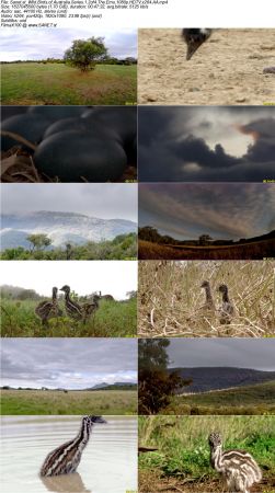 Smithsonian Earth - Wild Birds of Australia Series 1 2017 1080p HDTV x264 AAC MVGroup