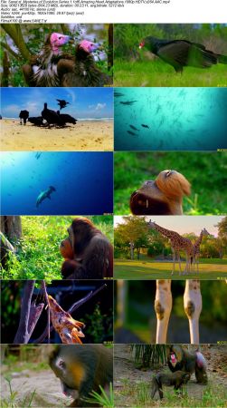 Smithsonian Earth - Mysteries of Evolution Series 1 2017 1080p HDTV x264 AAC MVGroup
