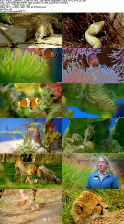 Smithsonian Earth - Mysteries of Evolution Series 1 2017 1080p HDTV x264 AAC MVGroup