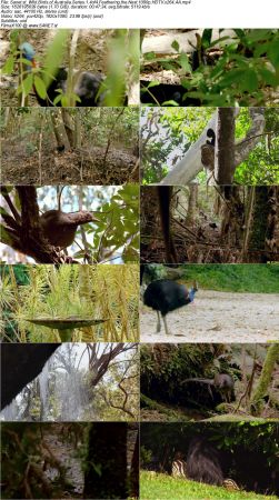Smithsonian Earth - Wild Birds of Australia Series 1 2017 1080p HDTV x264 AAC MVGroup