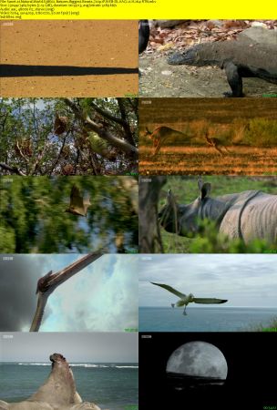 BBC - Natural World S38E02 Natures Biggest Beasts 720p iP WEB-DL AAC2.0 H264-RTN