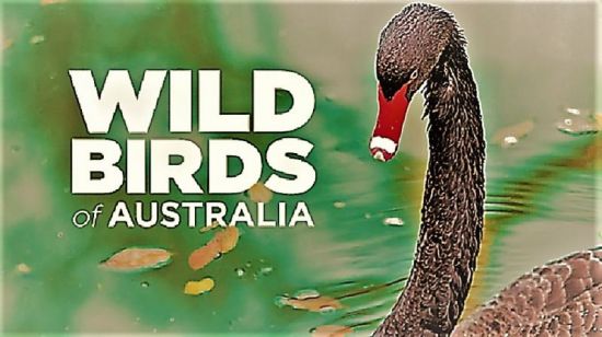 Smithsonian Earth - Wild Birds of Australia Series 1 2017 1080p HDTV x264 AAC MVGroup