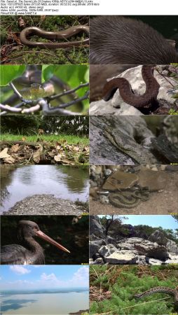 The Secret Life Of Snakes 2016 1080p HDTV x264-iM@X