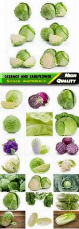 White and chinese cabbage and cauliflower 25 HQ Jpg