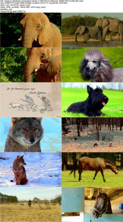 Smithsonian Earth - Mysteries of Evolution Series 1 2017 1080p HDTV x264 AAC MVGroup