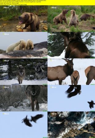 NAT. GEO. WILD - Alaskas Deadliest: Killer Whale Kingdom S01E02 (2018) HDTV x264-SQUEAK