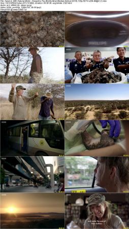 BBC Natural World - Pangolins The Worlds Most Wanted Animal 2018 720p HDTV x264-iM@X