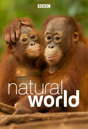 BBC - Natural World S38E02 Natures Biggest Beasts 720p iP WEB-DL AAC2.0 H264-RTN