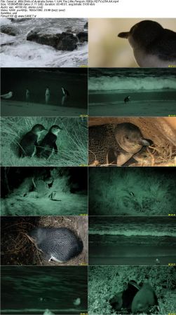 Smithsonian Earth - Wild Birds of Australia Series 1 2017 1080p HDTV x264 AAC MVGroup