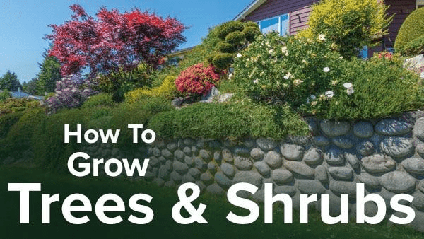 How to Grow Anything: Make Your Trees and Shrubs Thrive (The Great Courses)