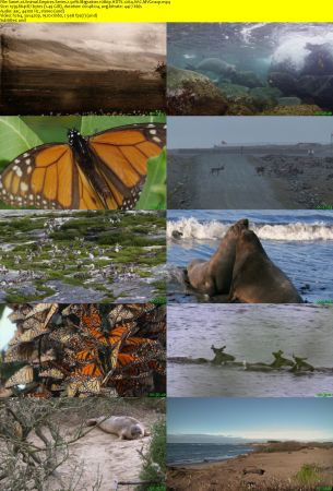 Smithsonian Earth - Animal Empires: Series 1 (2016) 1080p HDTV x264 AAC MVGroup