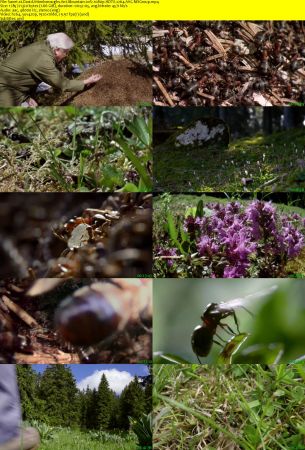 Terra Mater - Attenboroughs Ant Mountain (2017) 1080p HDTV x264 AAC MVGroup