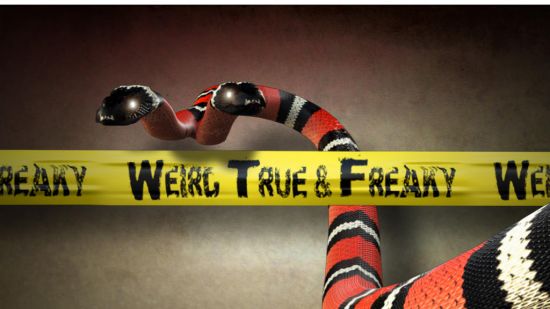 Animal Planet - Weird True and Freaky: Shocking Showdowns Series 4 (2018) 720p WEB x264-CAFFEiNE