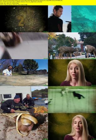 Animal Planet - Weird True and Freaky: Shocking Showdowns Series 4 (2018) 720p WEB x264-CAFFEiNE