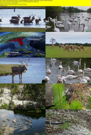 Smithsonian Earth - Animal Empires: Series 1 (2016) 1080p HDTV x264 AAC MVGroup