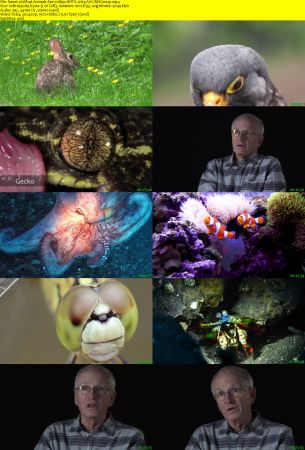 CuriosityStream TV - What Animals See (2018) 1080p HDTV x264 AAC MVGroup